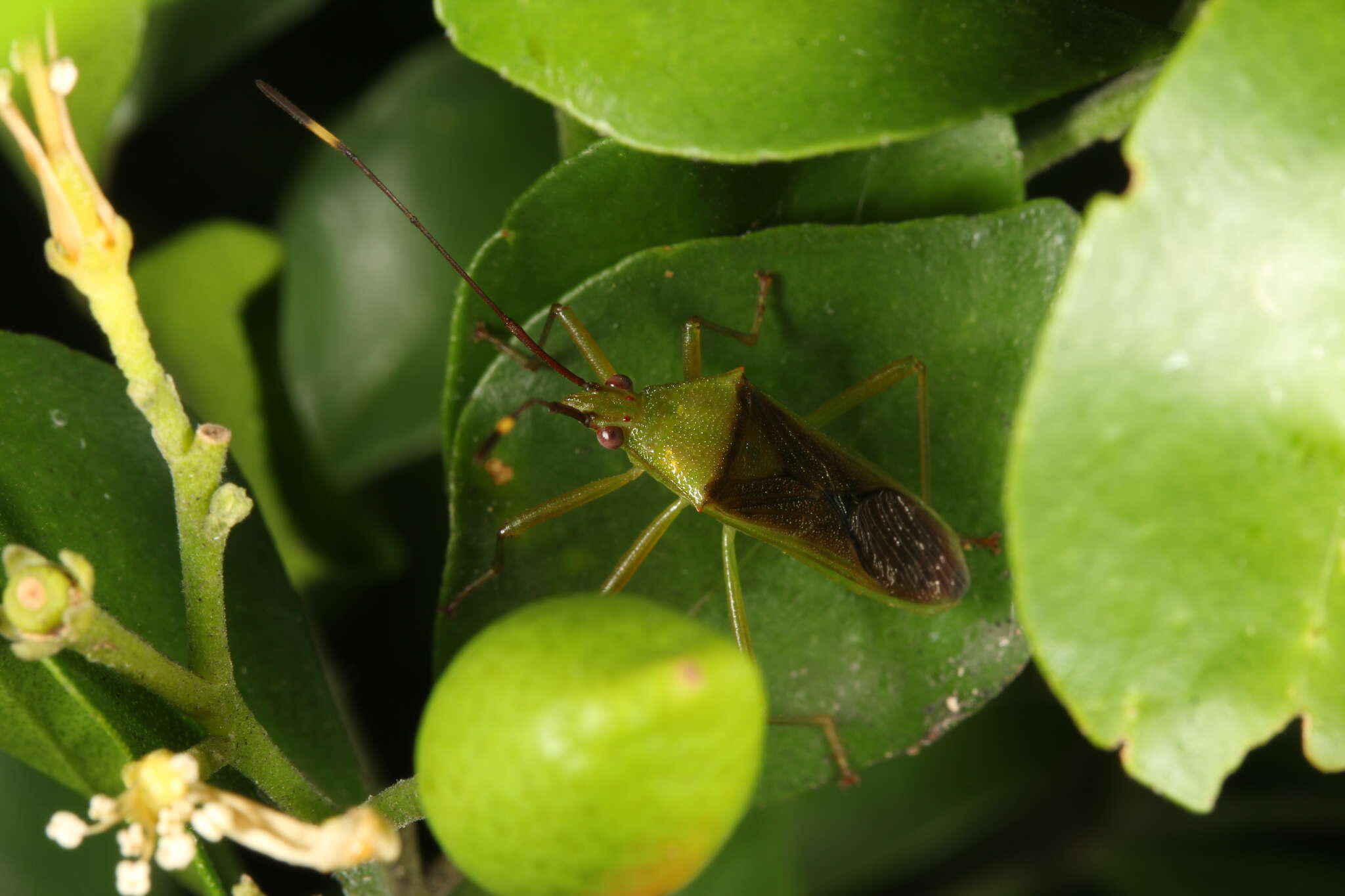 Amblypelta nitida Stål 1873的圖片