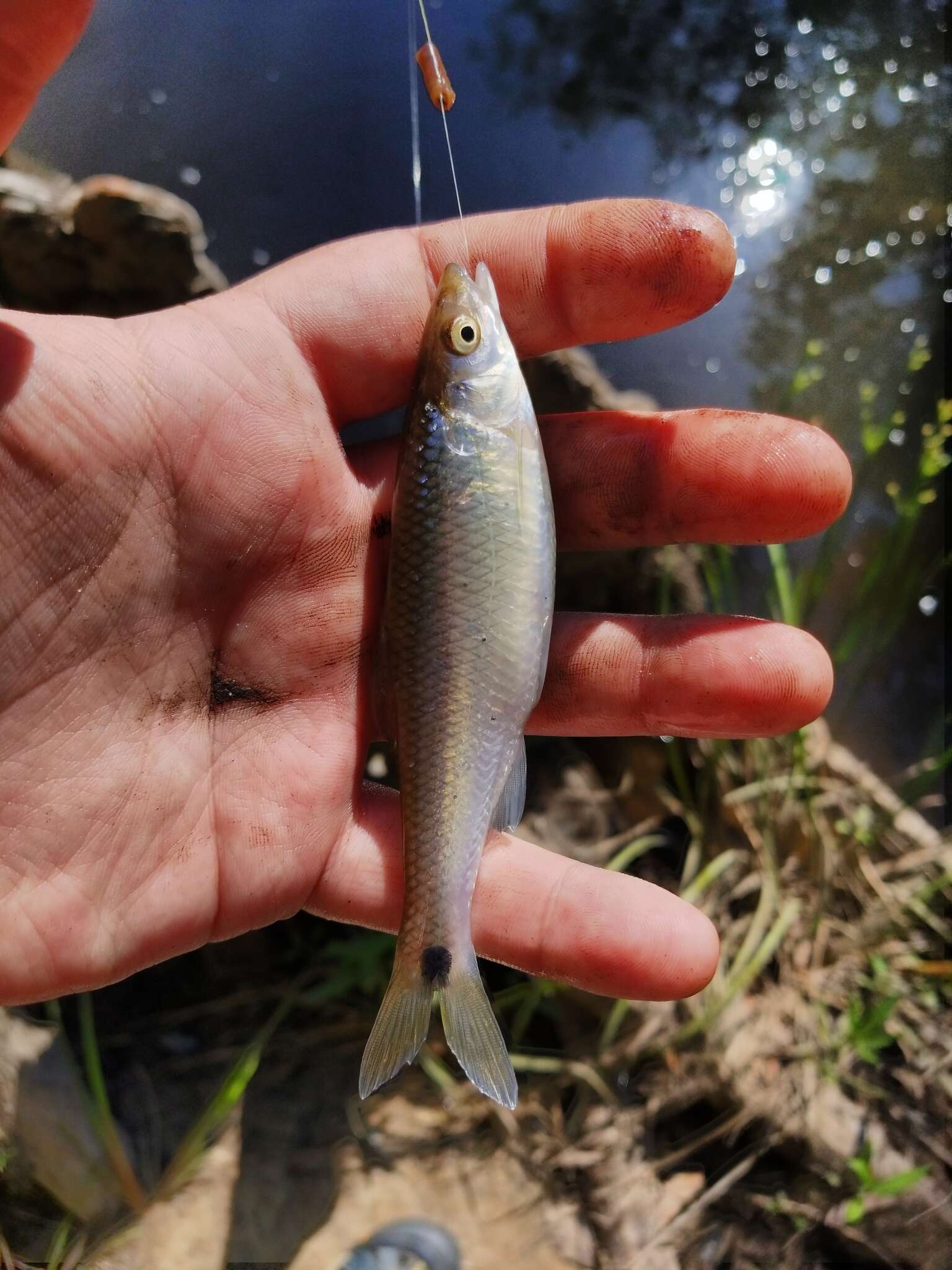 Image of Blacktail shiner