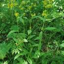 Image de Solidago spiraeifolia var. cuprea (Juz.) V. Yu. Barkalov