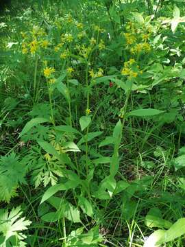 Image of Solidago spiraeifolia Fisch. ex Herder