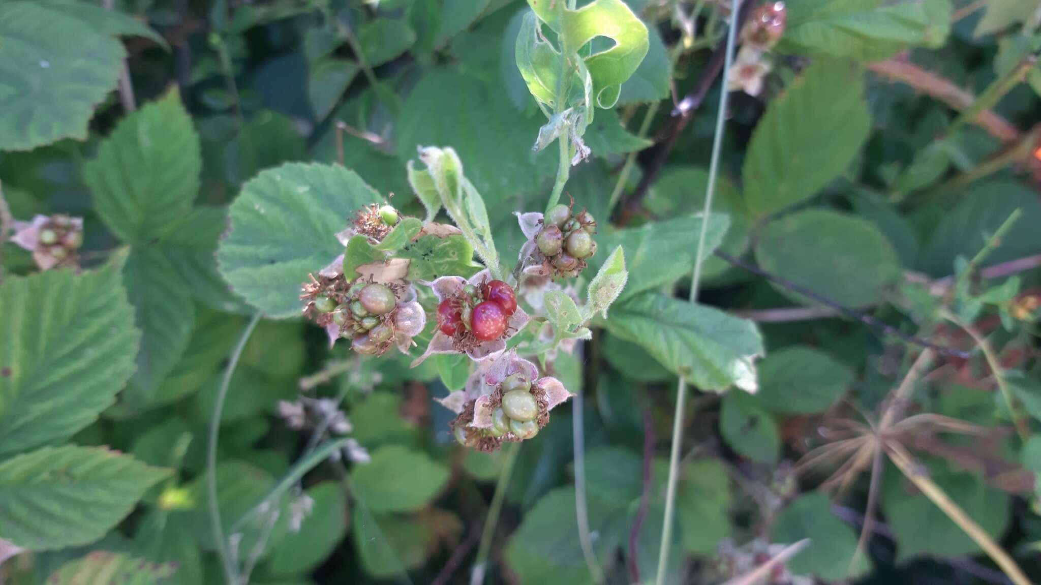 Image of Rubus lainzii H. E. Weber