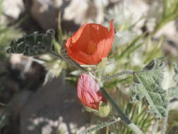 Image of desert globemallow