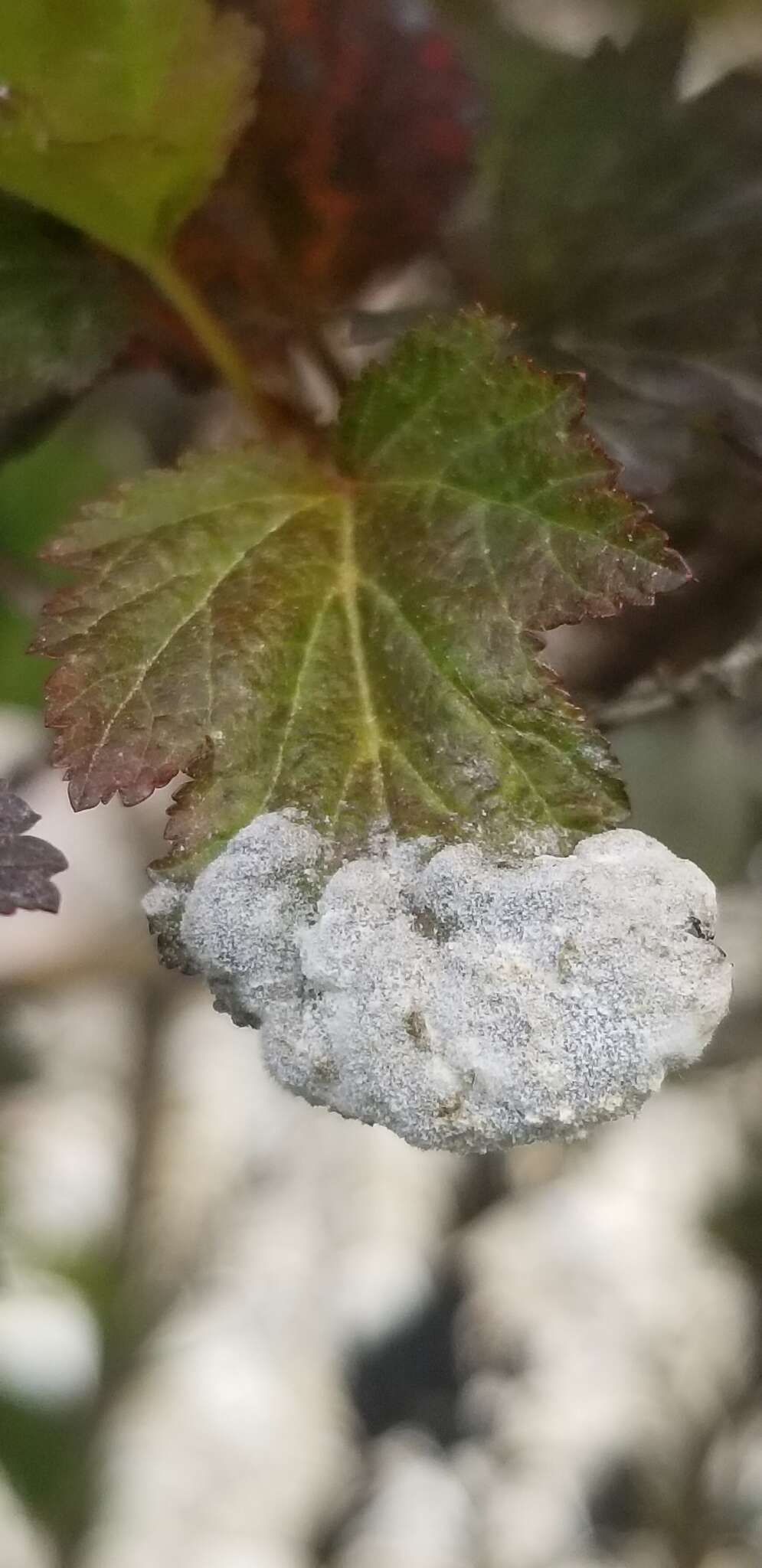 Image of Podosphaera physocarpi (U. Braun) U. Braun 2012