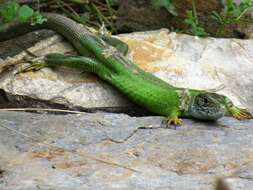 Image de Lacerta viridis viridis (Laurenti 1768)