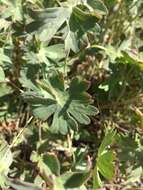 Image of California cranesbill