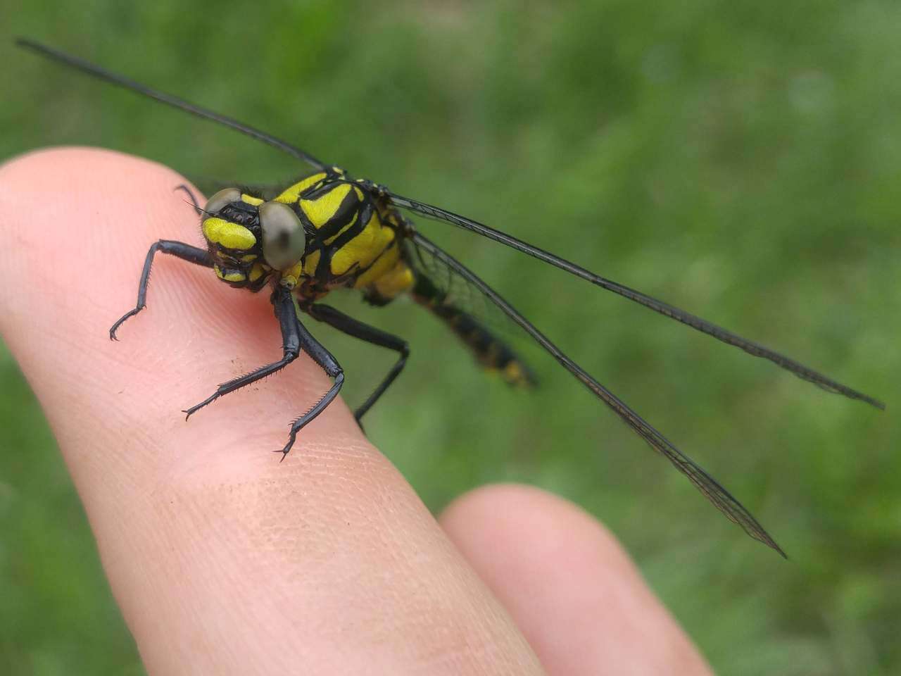 Image of Club-tailed Dragonfly