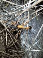 Image of Myrmecia desertorum Wheeler 1915