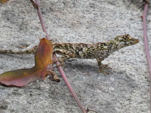 Image of Anolis salvini Boulenger 1885