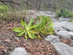 صورة Agave mitis Mart.