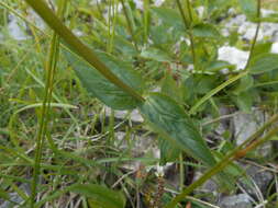 Image of Valeriana montana L.