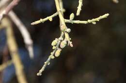 Image of Jointed Cherry