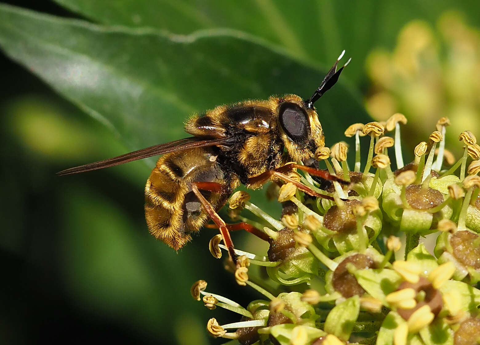 Image of Golden hoverfly