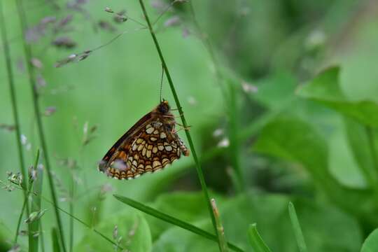 Imagem de Melitaea britomartis Assmann 1847