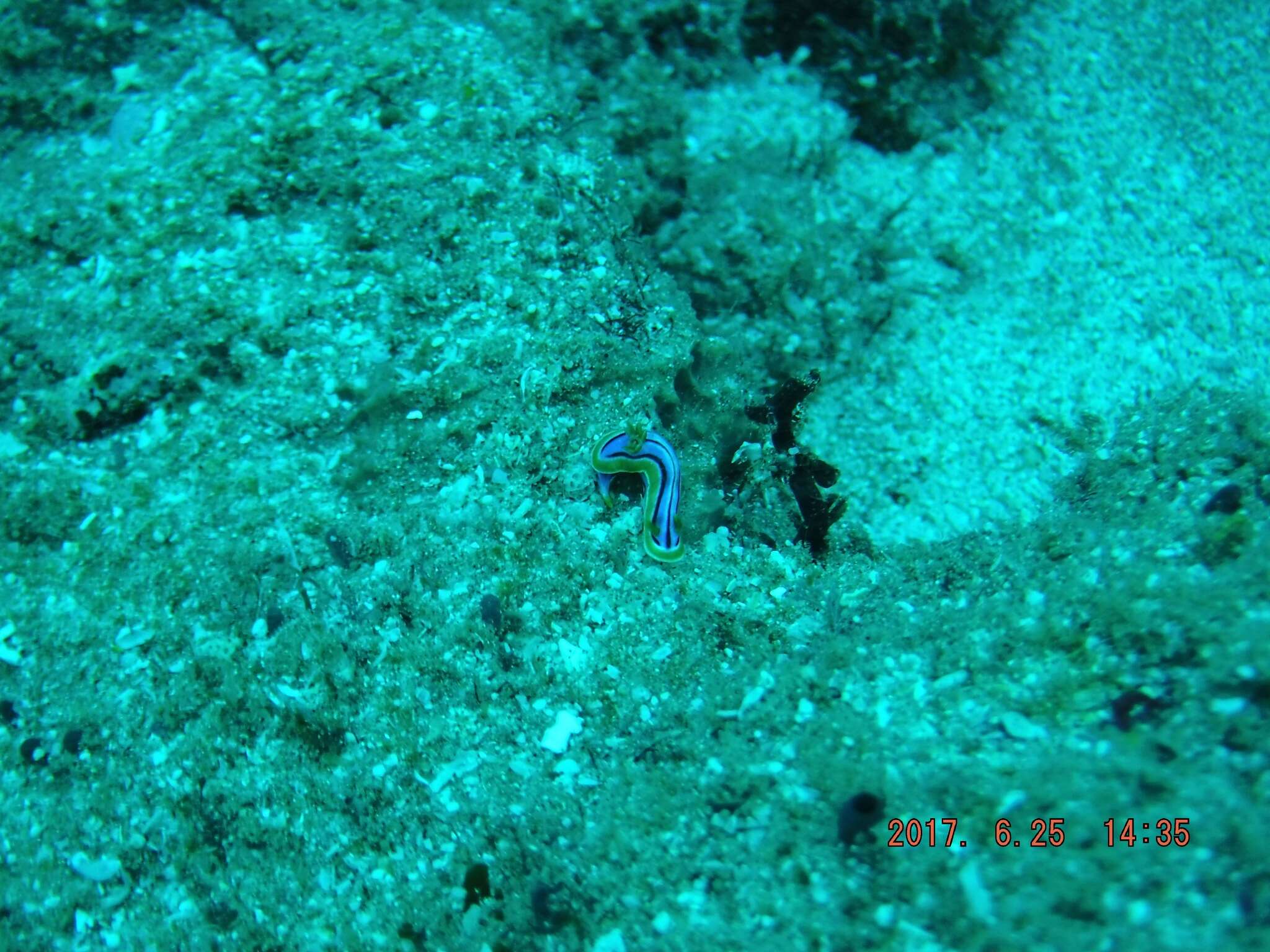 Image of Chromodoris hamiltoni Rudman 1977