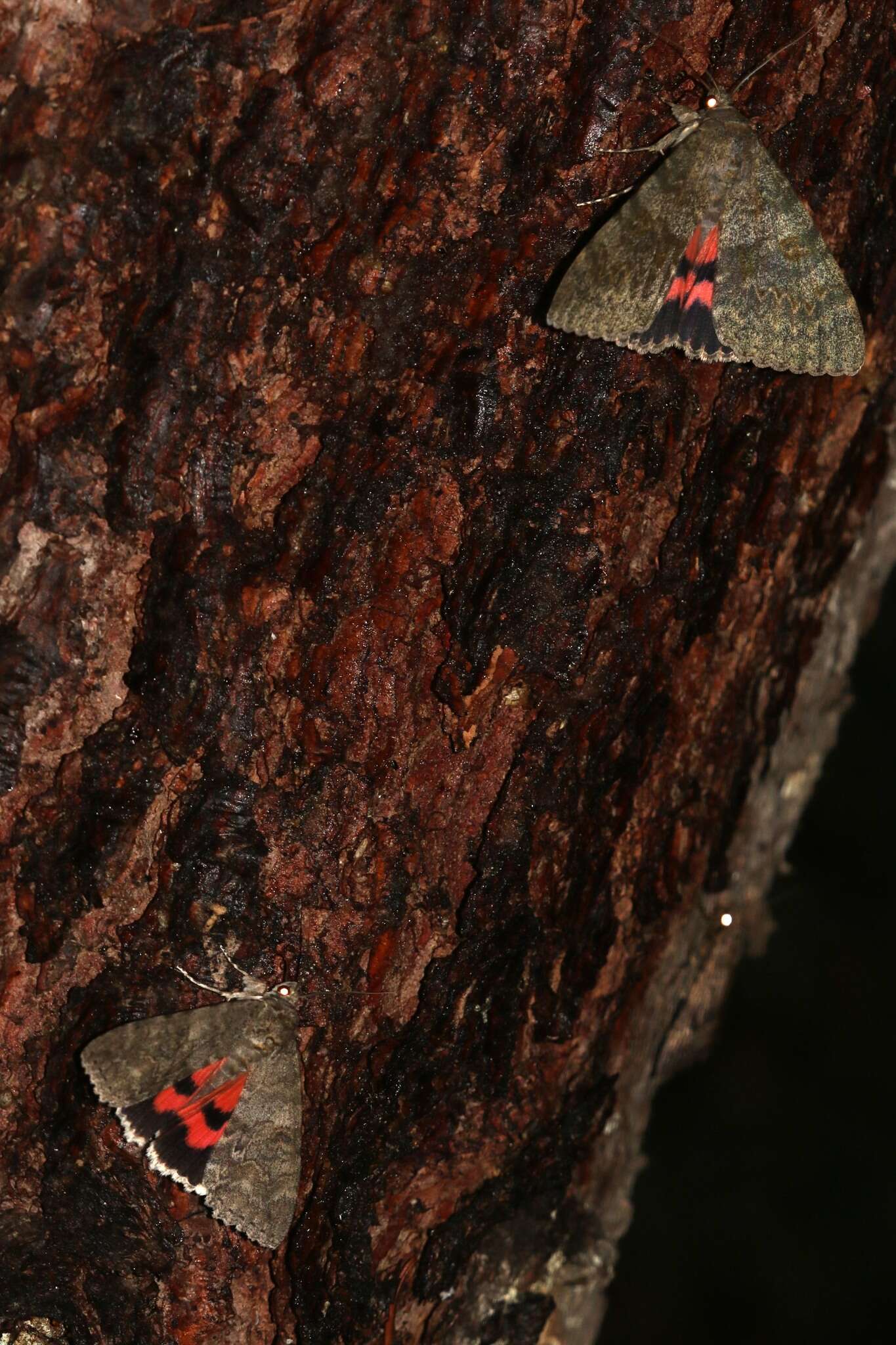 Image of french red underwing