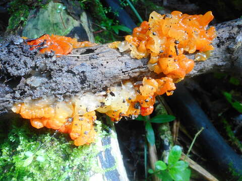 Imagem de Tremella samoensis Lloyd 1919