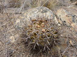 Image of Eriosyce curvispina var. mutabilis