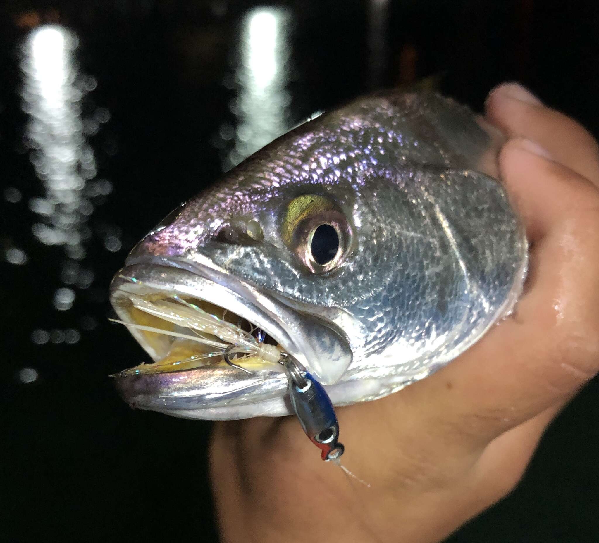 Image of Seabass