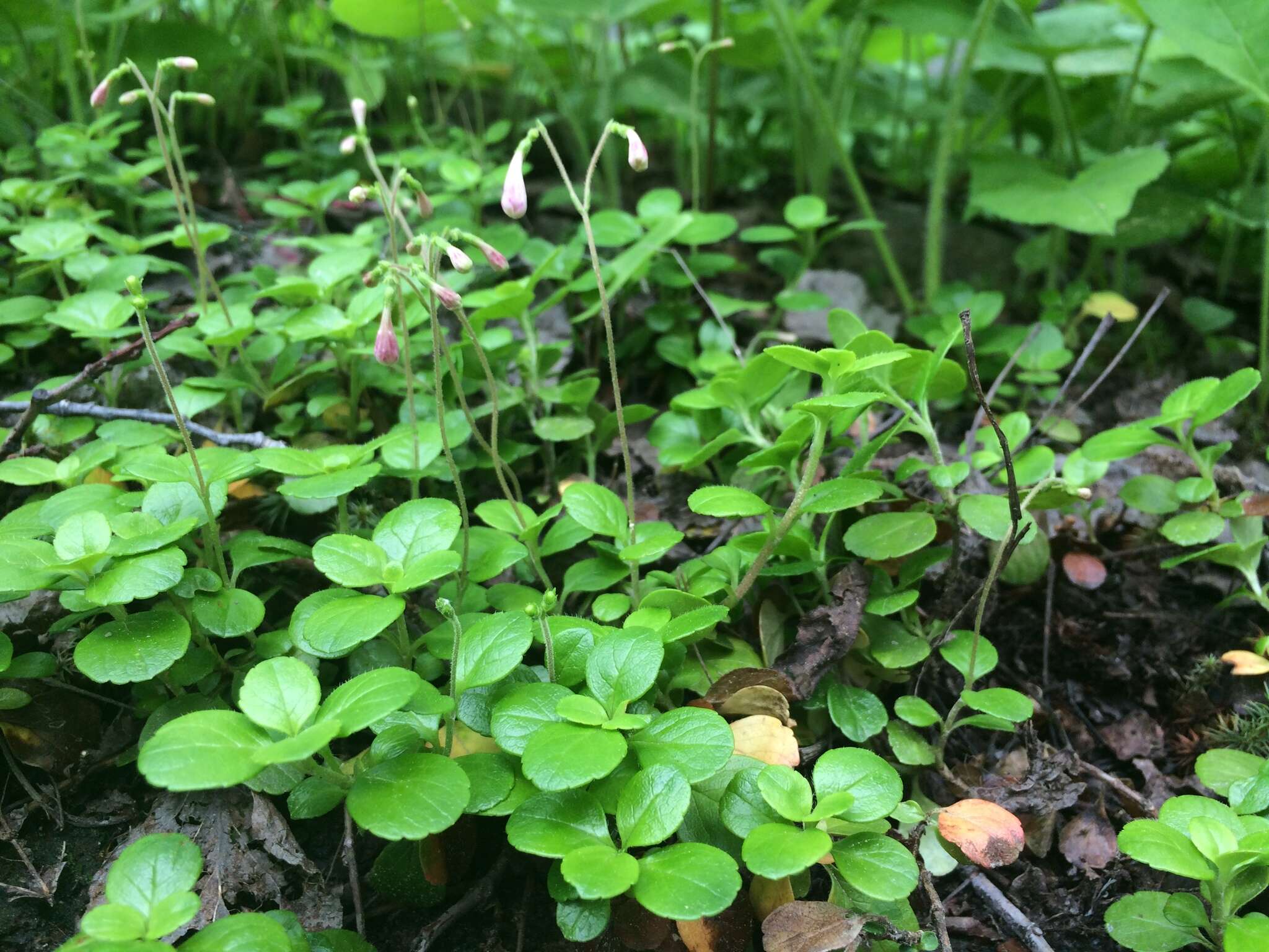 Image of Linnaea borealis var. longiflora Torr.