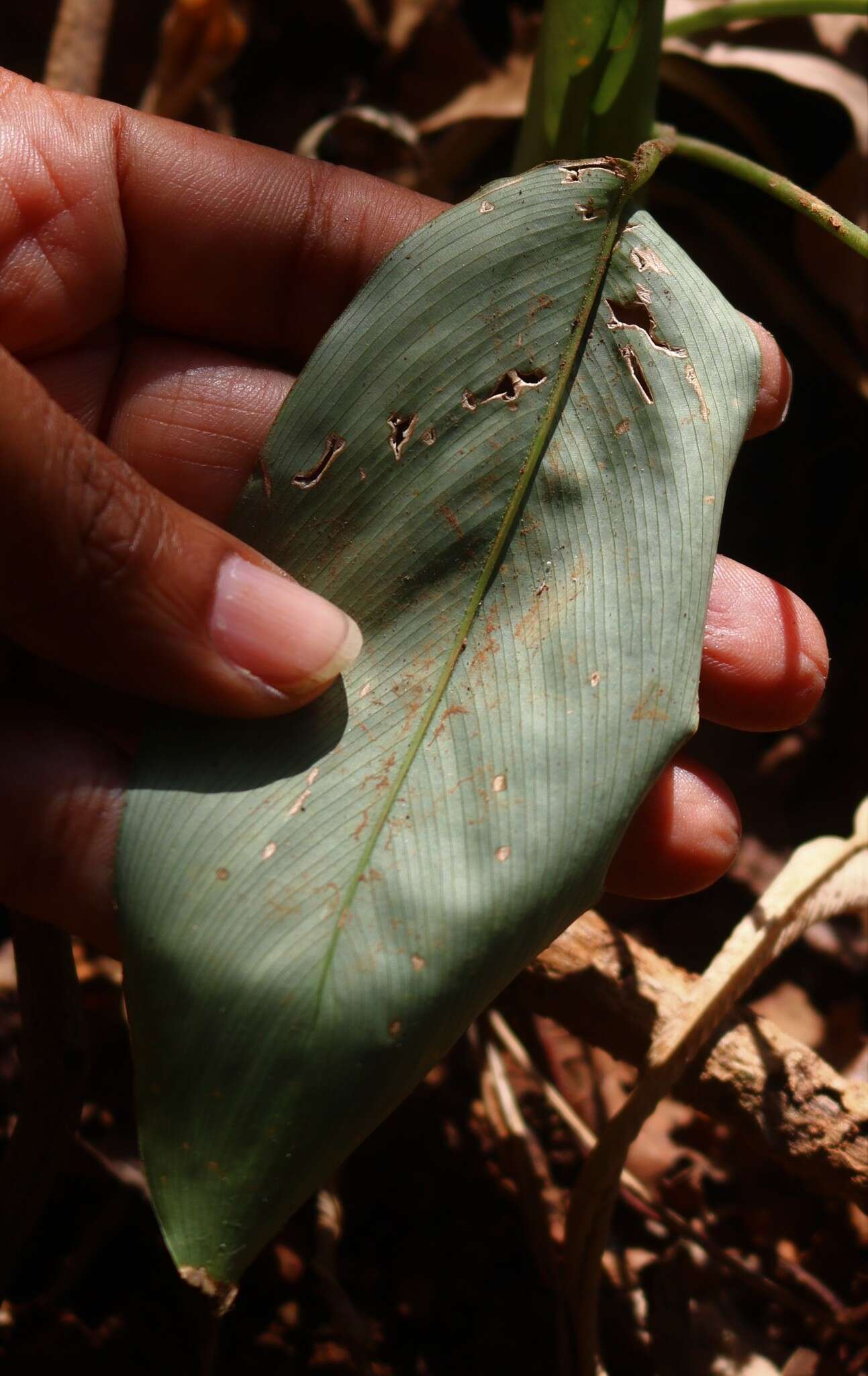 Image of Stachyphrynium spicatum (Roxb.) K. Schum.