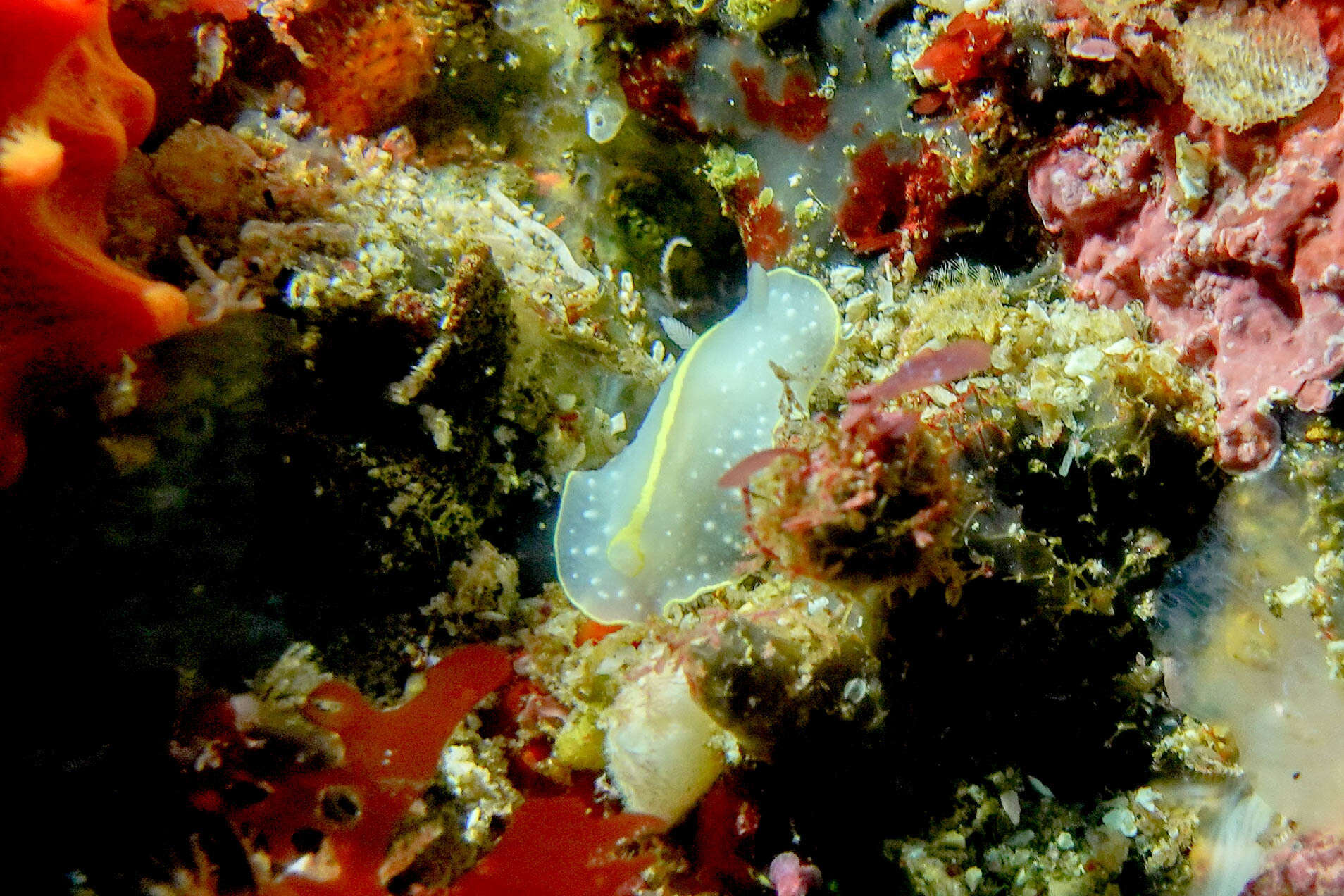 Image of Cadlina willani M. C. Miller 1980