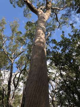 Image of Brittle Gum