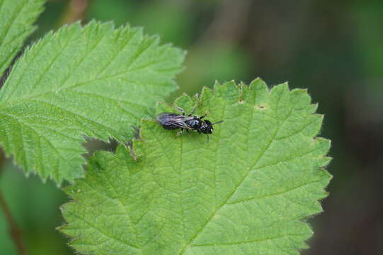 Ceratina cucurbitina (Rossi 1792)的圖片