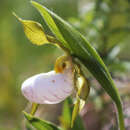 Sivun Cypripedium candidum Muhl. ex Willd. kuva