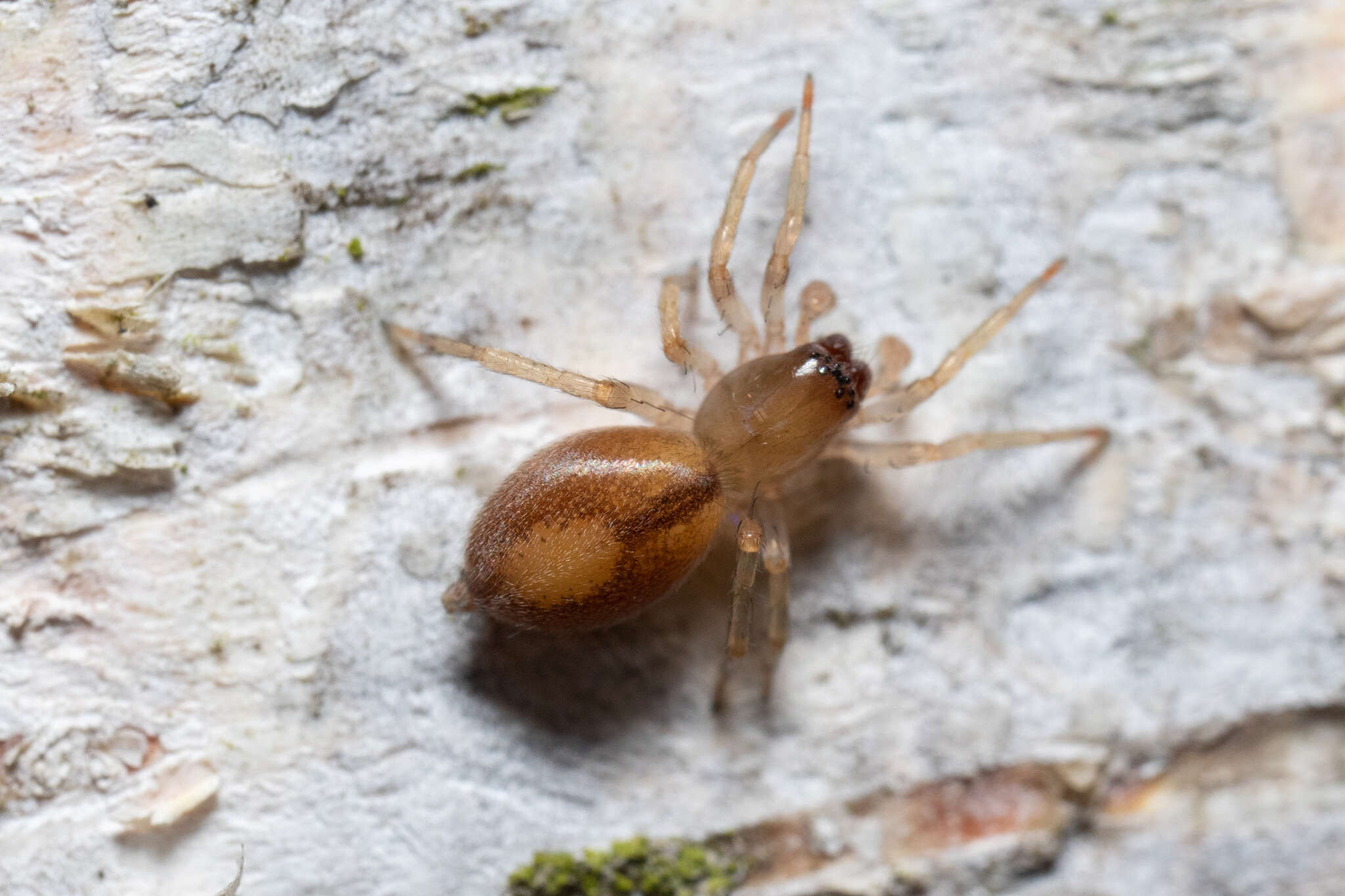 Image of Porrhoclubiona leucaspis (Simon 1932)