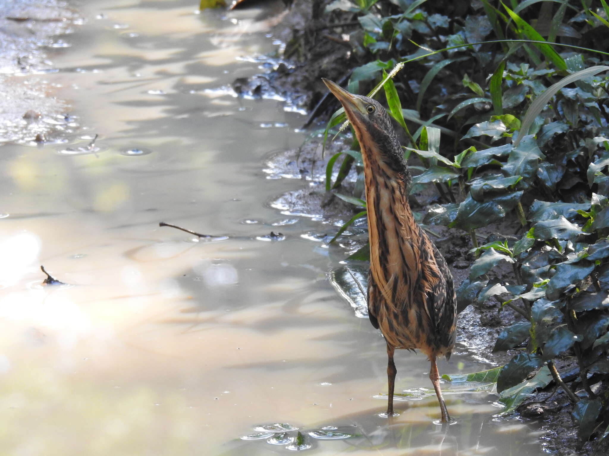 Image of Dwarf Bittern