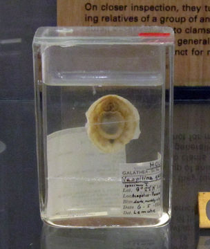Image of Neopilina