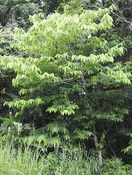 Image of Annona spraguei Saff.