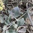Image of Pagosa Springs bladderpod