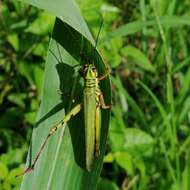 Adimantus cubiceps (Gerstaecker 1873)的圖片