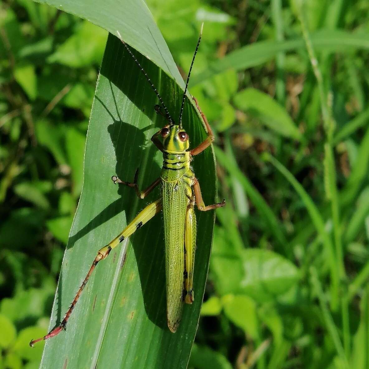 Слика од Adimantus cubiceps (Gerstaecker 1873)