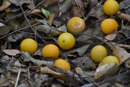 Image of Anisocapparis speciosa (Griseb.) Cornejo & Iltis