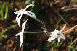 Narcissus elegans (Haw.) Spach resmi