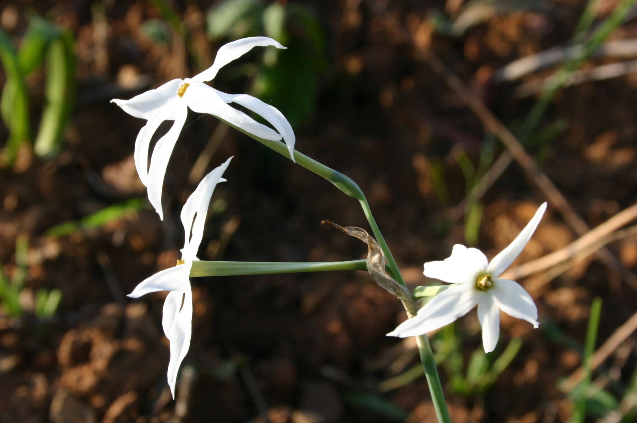 Narcissus elegans (Haw.) Spach resmi