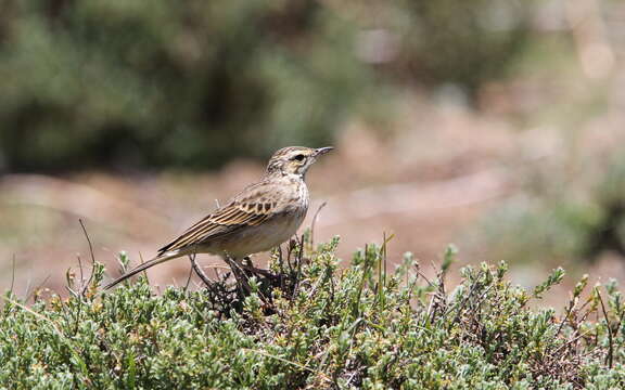 Image of Mountain Pipit