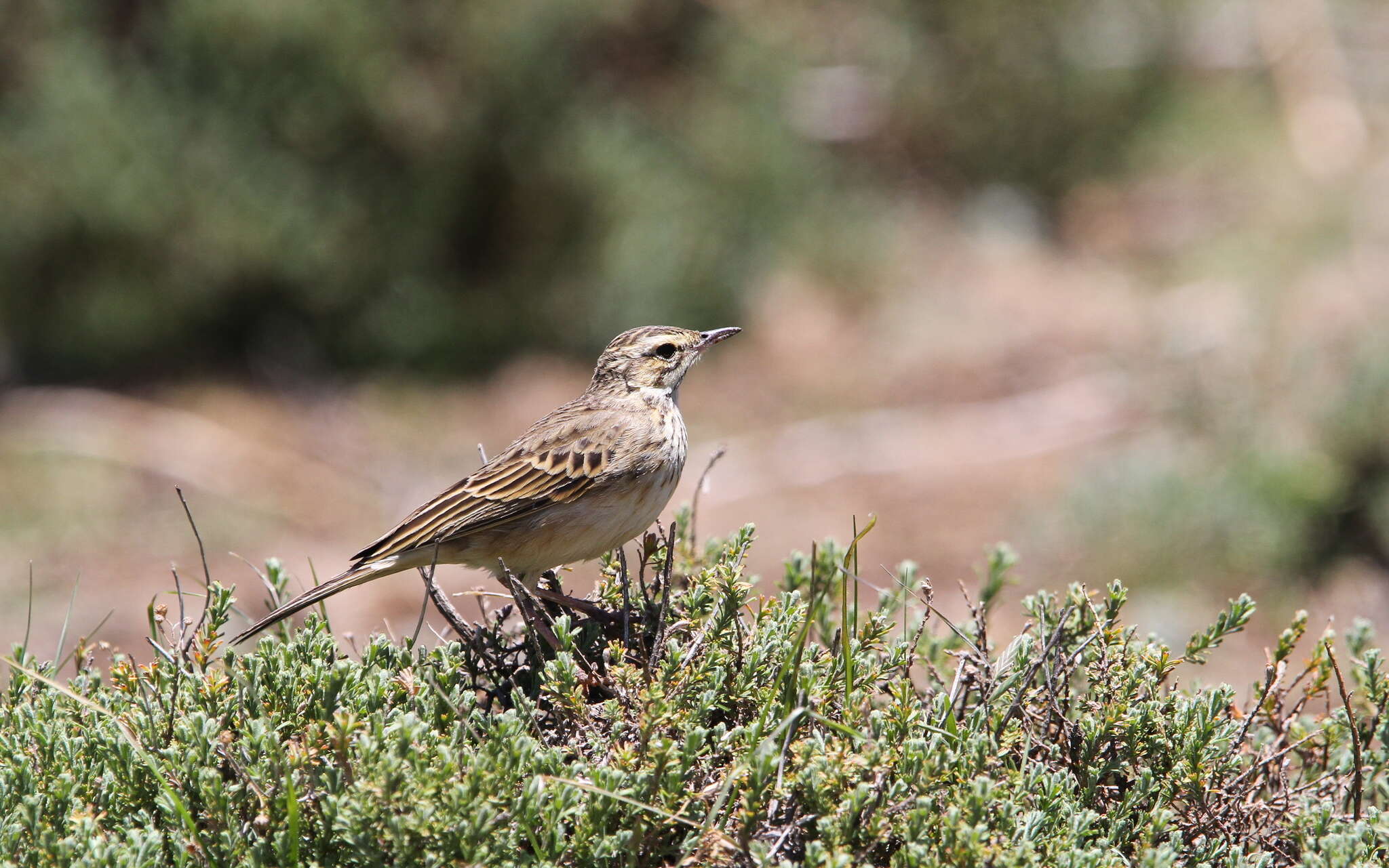 Image of Mountain Pipit