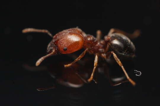 Pheidole crassicornis Emery 1895 resmi