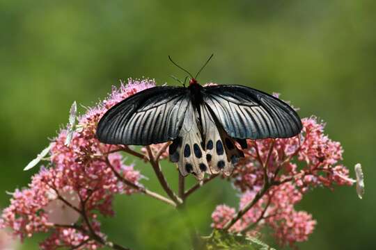 Image of Atrophaneura horishanus (Matsumura 1910)