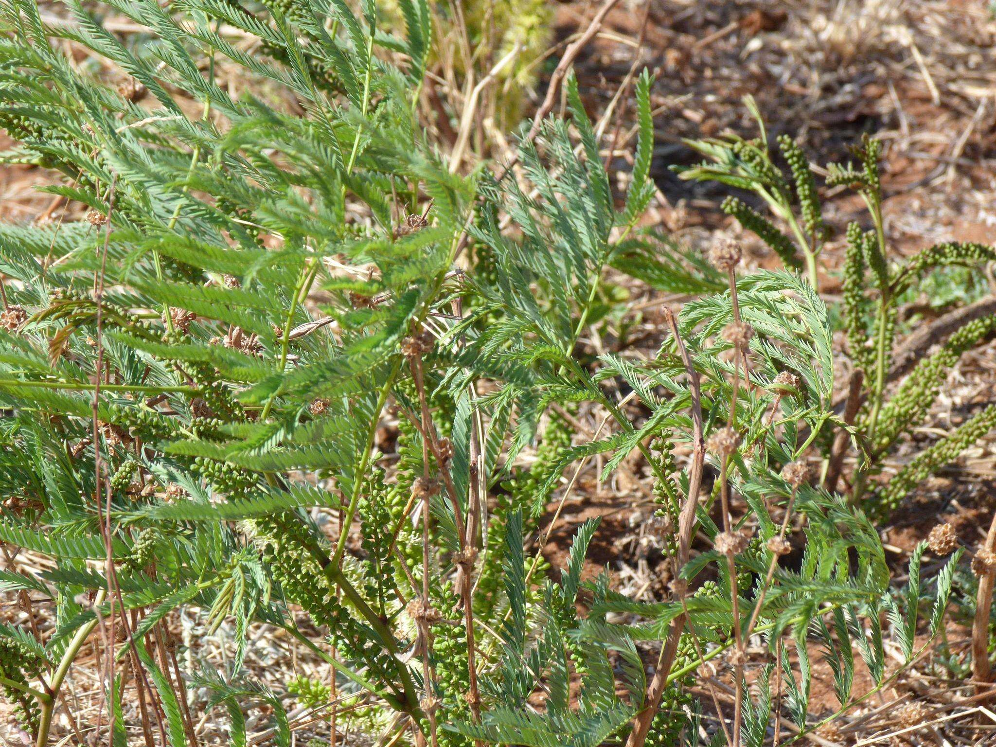 Image of Eland's wattle