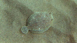 Image of Wide-eyed Flounder