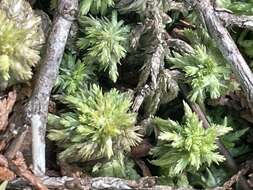 Sphagnum carolinianum Andrus 1983的圖片