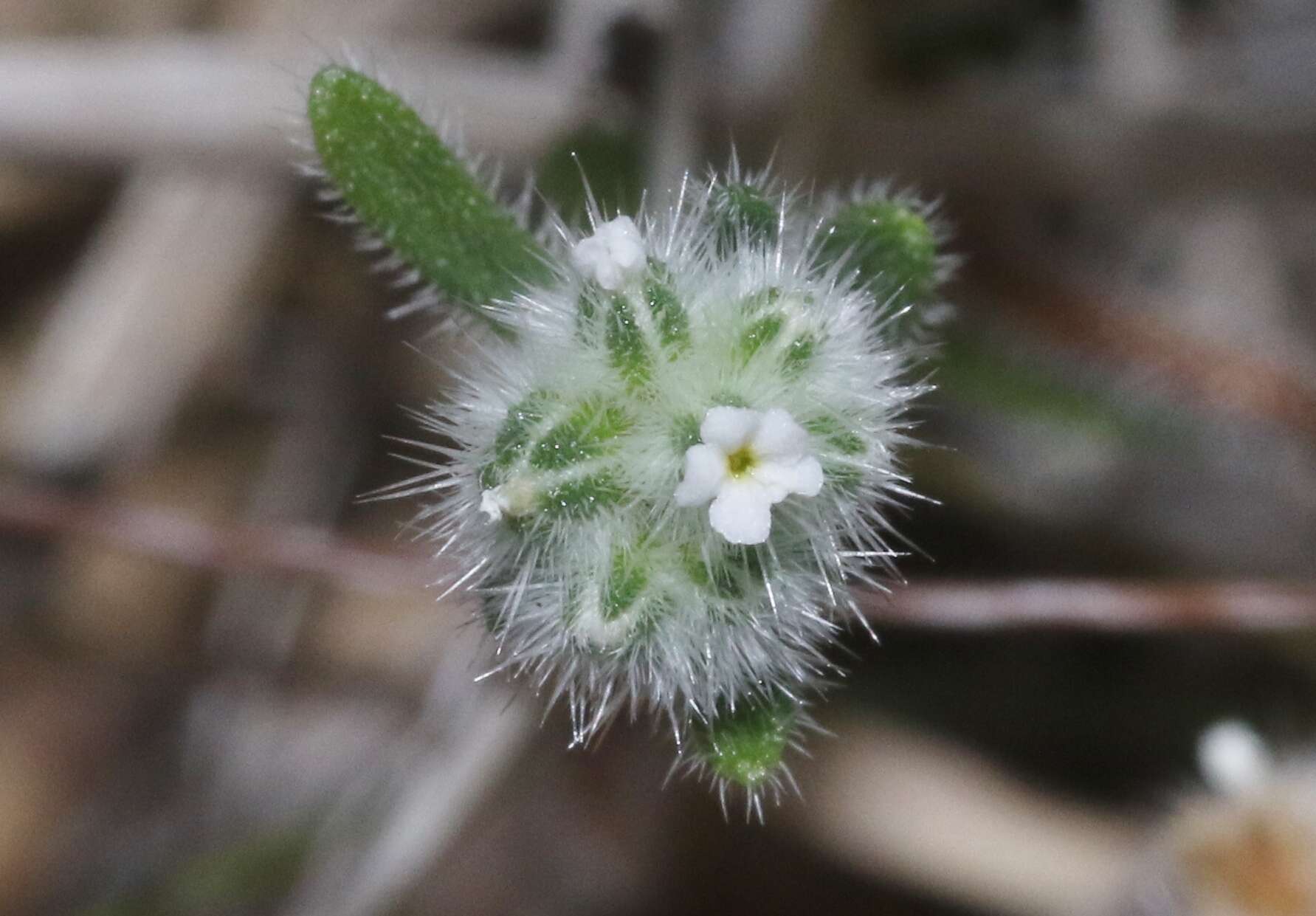 صورة Cryptantha gracilis Osterh.