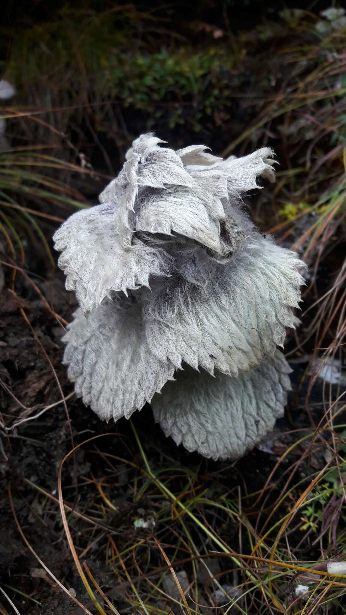 Image of Eriophyton wallichii Benth.