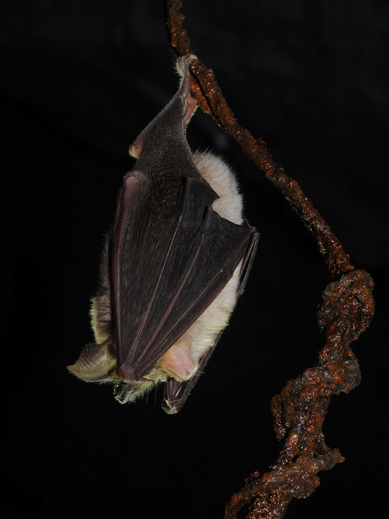 Image of Mediterranean Horseshoe Bat