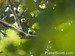 Image of Saffron-headed Parrot