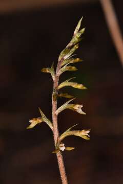 Image of Cyclopogon cranichoides (Griseb.) Schltr.